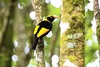 Regent bowerbird (Sericulus chrysocephalus)