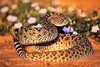 Western diamondback rattlesnake (Crotalus atrox)