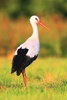 White stork (Ciconia ciconia)