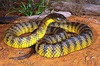 Tiger snake (Notechis scutatus)