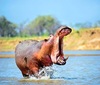 Hippopotamus (Hippopotamus amphibius)