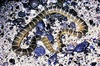 Black-banded sea krait (Laticauda semifasciata)
