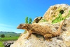 Moorish gecko (Tarentola mauritanica)