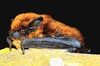 Savi's pipistrelle (Hypsugo savii)