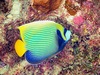 Emperor angelfish (Pomacanthus imperator)