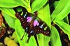 Purple-spotted swallowtail (Graphium weiskei)
