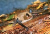 New Zealand lesser short-tailed bat (Mystacina tuberculata)