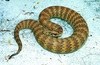 Common death adder (Acanthophis antarcticus)