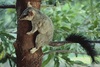 Brush-tailed phascogale (Phascogale tapoatafa)