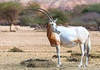 Scimitar oryx (Oryx dammah)