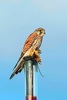 European kestrel (Falco tinnunculus)