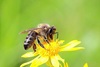 Honeybee (Apis mellifera)