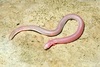 Five-toed worm lizard (Bipes bipes)