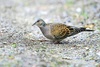 European turtle dove (Streptopelia turtur)