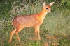 Cape grysbok (Raphicerus melanotis)