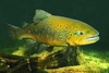 Brown trout (Salmo trutta)