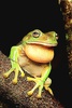 White's tree frog (Ranoidea caerulea)