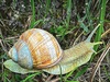 Edible snail (Helix pomatia)