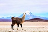 Llama (Lama glama)