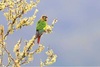 Flame-winged parakeet (Pyrrhura calliptera)