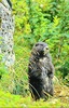 Vancouver Island marmot  (Marmota vancouverensis)