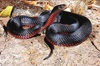 Red-bellied black snake (Pseudechis porphyriacus)