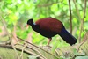 Pheasant pigeon (Otidiphaps nobilis)