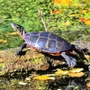 Painted turtle (Chrysemys picta)