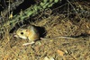 Merriam's kangaroo rat (Dipodomys merriami)