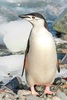 Chinstrap penguin (Pygoscelis antarctica)