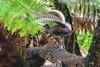Superb lyrebird (Menura novaehollandiae)