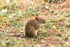Greater cane rat (Thryonomys swinderianus)