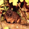 Eastern tree hyrax (Dendrohyrax validus)