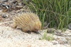 Short-nosed echidna (Tachyglossus aculeatus)