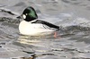 Common goldeneye (Bucephala clangula)