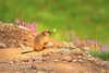Long-tailed marmot (Marmota caudata)