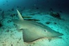 Bottlenose wedgefish (Rhynchobatus australiae)