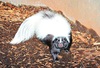 Western hog-nosed skunk (Conepatus leuconotus)