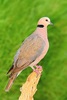 Red-eyed dove (Streptopelia semitorquata)