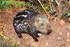Pacarana (Dinomys branickii)