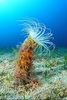 Coloured tube anemone (Cerianthus membranaceus)