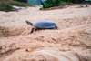 Arrau turtle (Podocnemis expansa)