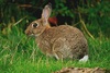 European wild rabbit (Podocnemis expansa)