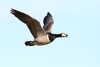 Barnacle goose (Branta leucopsis)