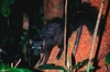Brown-tailed mongoose (Salanoia unicolor)