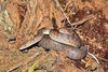 Children's python (Antaresia childreni)