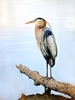 Great blue heron (Ardea herodias)