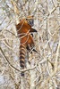 South American coati (Nasua nasua)