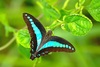 Common bluebottle (Graphium sarpedon)