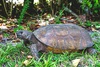 Gopher tortoise (Gopherus polyphemus)